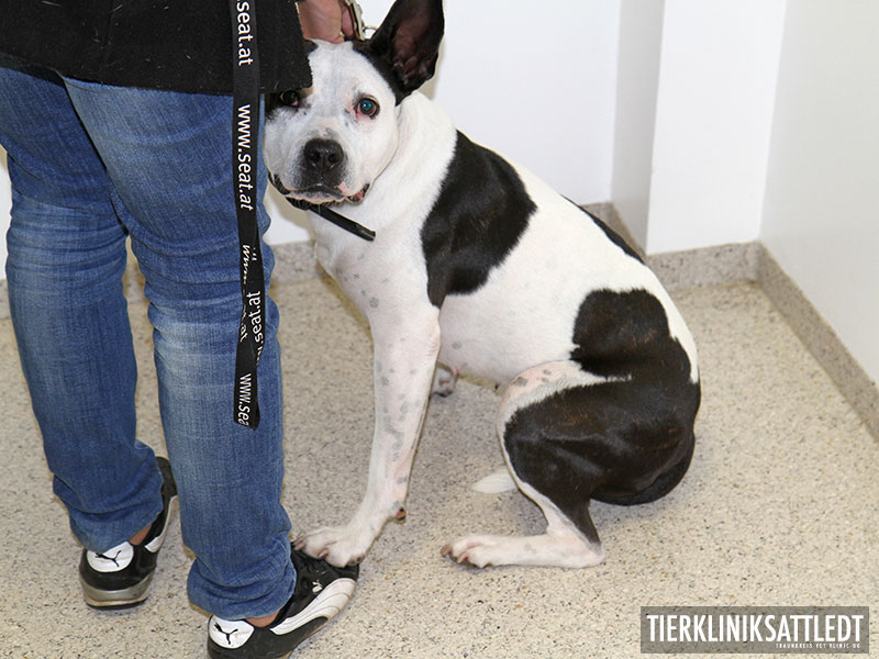 kreuzbandriss hund heilungsdauer ohne op