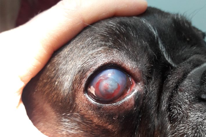 Einschmelzendes Ulkus beim Hund