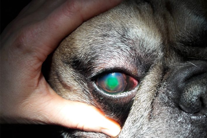 Boxerulkus (indolentes Ulkus)