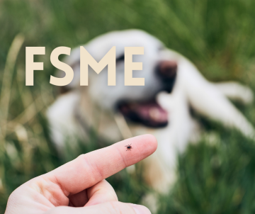 FSME – Infektion beim Hund