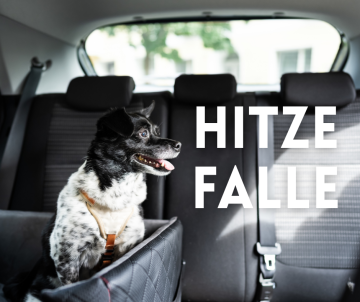 Der Hund im heißen Auto