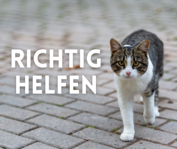 Erstversorgung verletzter Findlinge