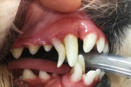 2 PersistierendeCanini 555x416 855x570px