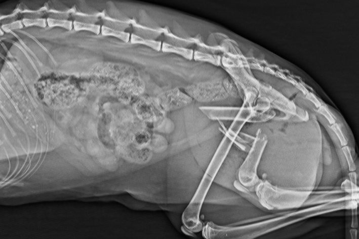 Trümmerfraktur bei einer Katze