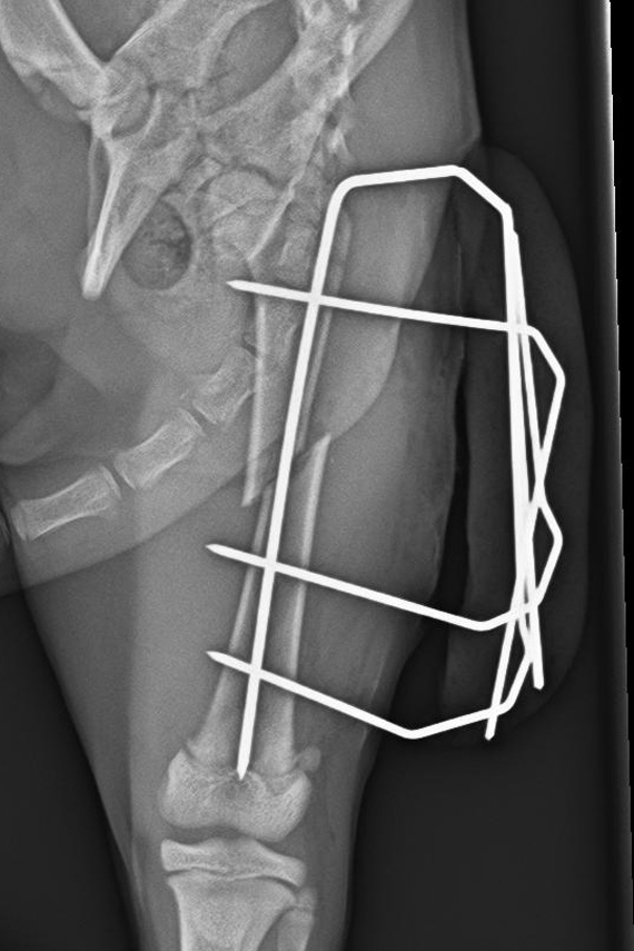 Versorgung einer Femurfraktur einer jungen Katze mit einem externen Fixateur.