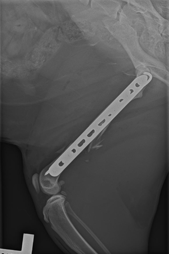 Seitliches Kontrollröntgen nach Versorgung Femurfraktur
