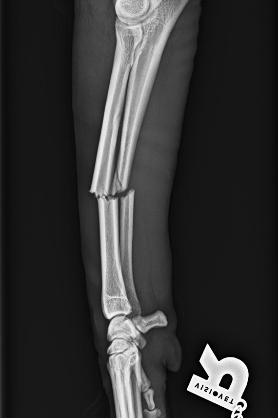 Radius Ulna Querfraktur Hund