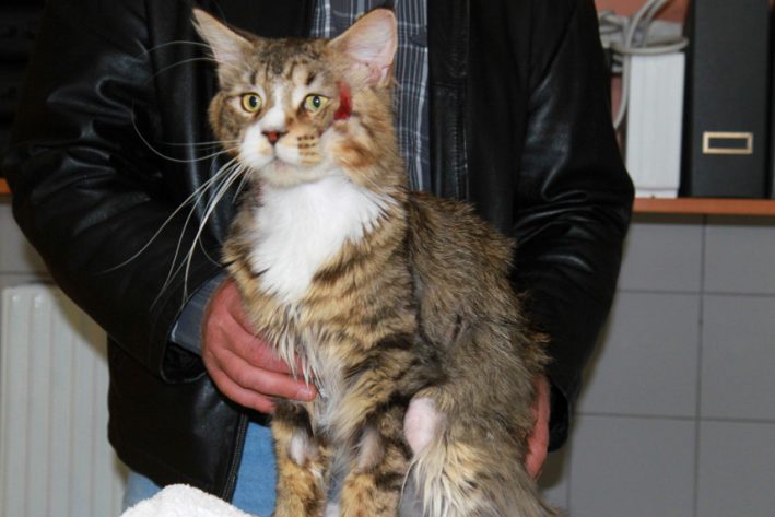 Futtermittelallergie: Katzen