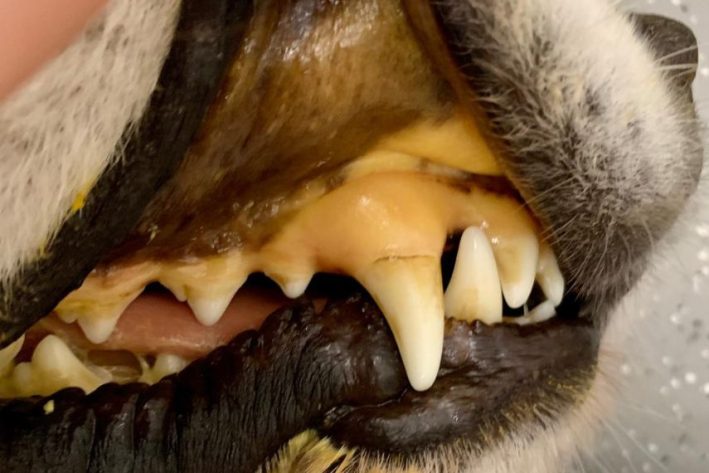 gelbstichige Schleimhäute