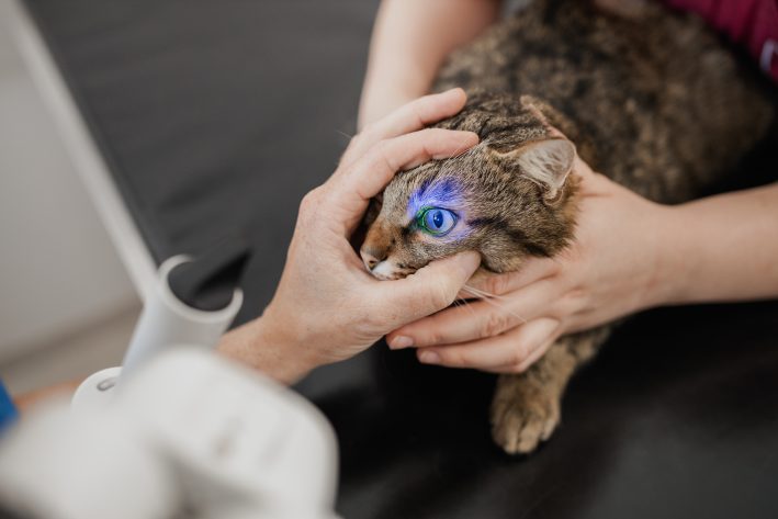 Augenuntersuchung mit Fluorescintest