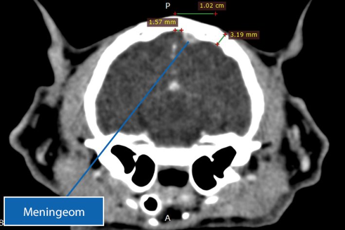 Gehirntumor (Meningeom) beim Haustier