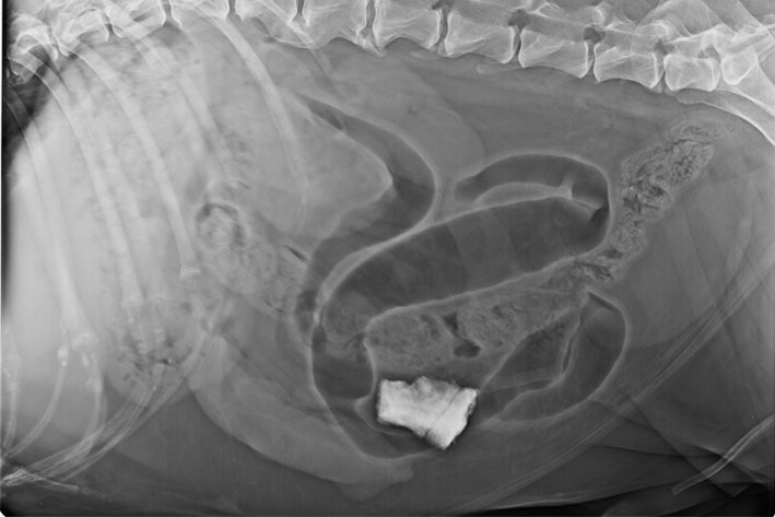Seitliche Röntgenaufnahme: Fremdkörper im Darm