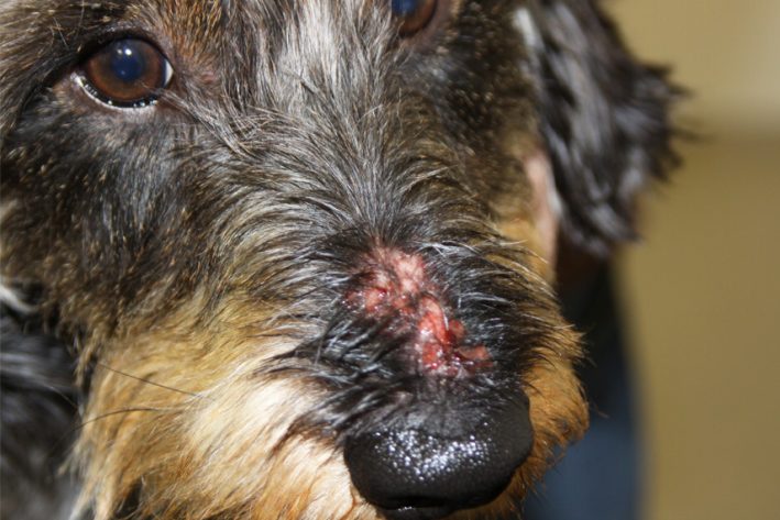 Akute, hochgradig juckende Dermatitis