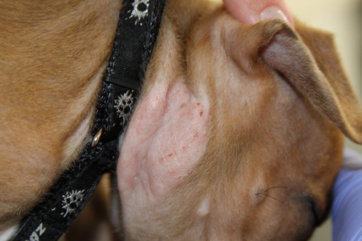 Welpe mit kahlen Hautstellen