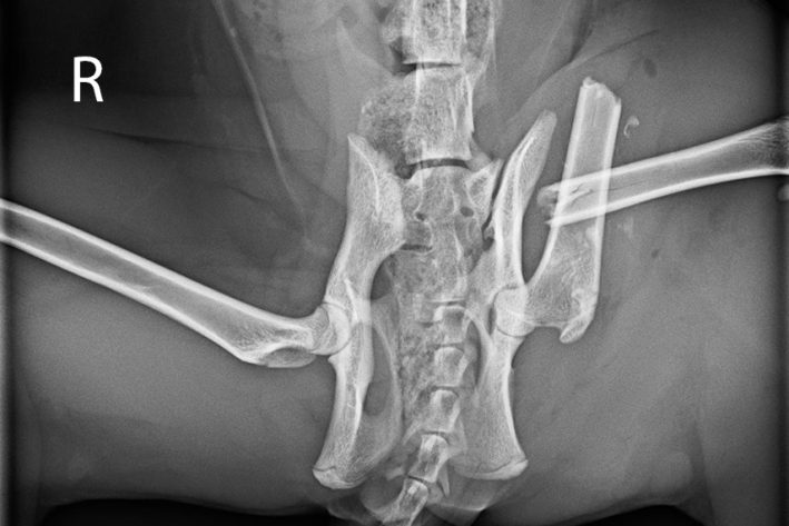 Femurfraktur links bei einer Katze