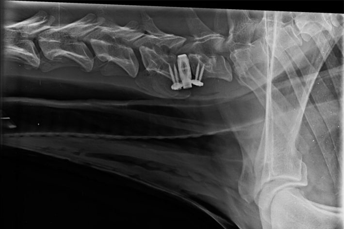 Chirurgische Korrektur des Wobbler-Syndroms