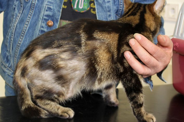 Katze mit Flohspeichelhypersensitivität