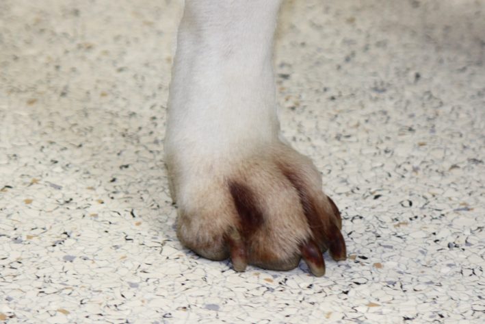 Rote, juckende Ballen sind ein mögliches Anzeichen einer Futtermittelallergie.