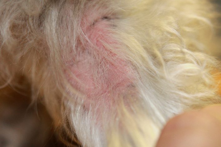 Juckreiz, Rötung und gelbliche Krusten