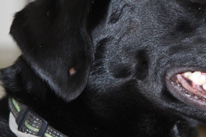 Hautknoten am Ohr eines Hundes