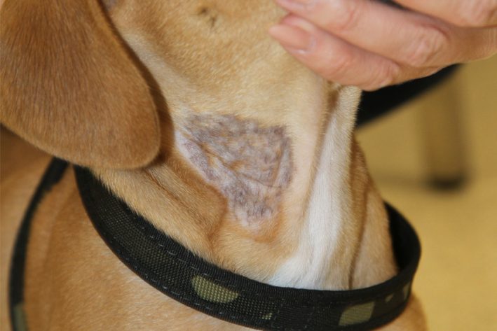 nachwachsende Haare nach der Behandlung