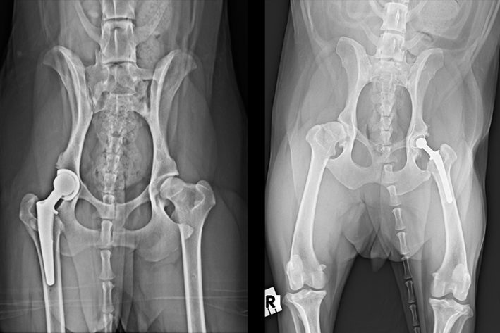 Links: Künstliches Hüftgelenk bei einem Hund, biologische Fixation. Rechts: Zementiertes künstliches Hüftgelenk bei einem kleinen Hund