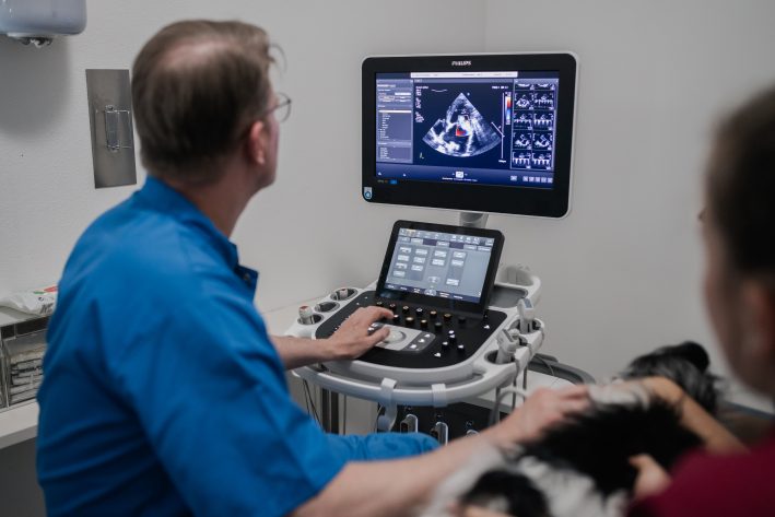 Herzultraschall beim Hund