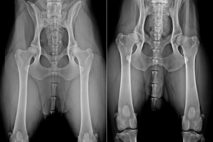 Normale Hüfte (links) versus Hüftgelenksdysplasie (rechts)