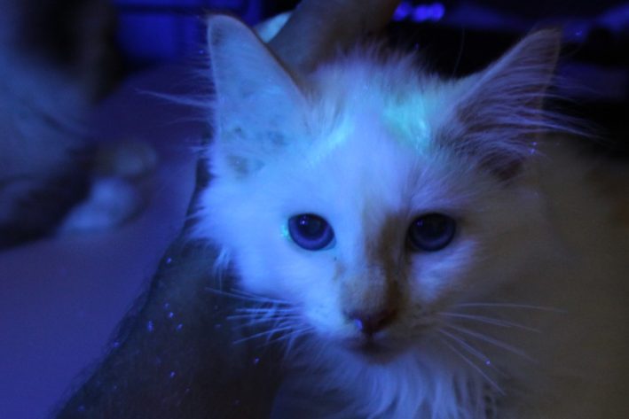 Katze unter Wood Lampe