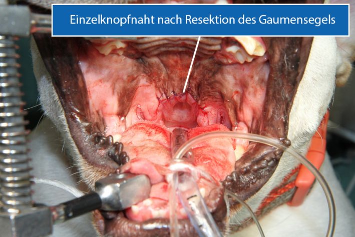 Operation Gaumensegel Hund