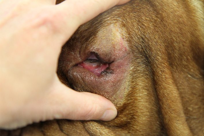 Entropium und Ektropium beim Hund vor der Operation. Die Sehfähigkeit ist deutlich eingeschränkt.