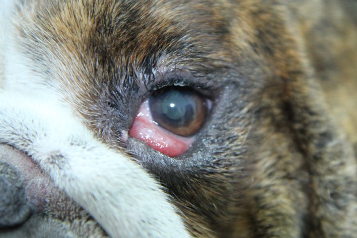 Cherry Eye (Nickhautdrüsenhyperplasie) beim Hund