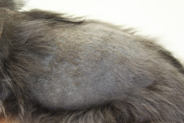 Farbmutantenalopezie (CDA - Color dilutation alopecia)