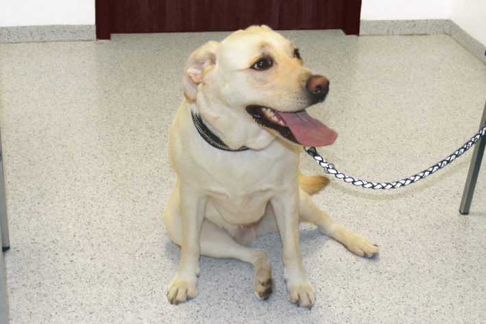 Hund mit positivem Sitz-Test: Kreuzbandriss