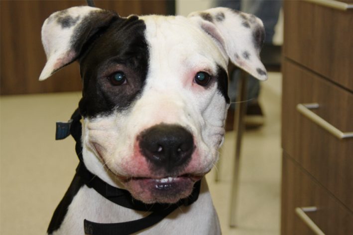 Futtermittelallergie beim Hund