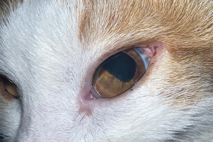 Linsenluxation in die vordere Augenkammer einer Katze