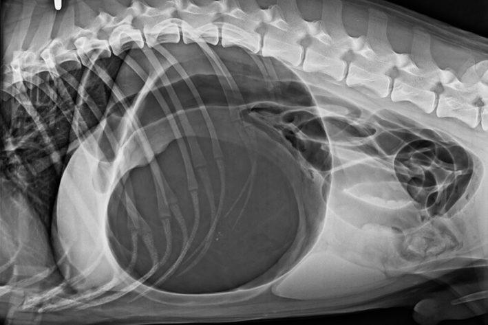 Am Röntgenbild sieht man die typische 