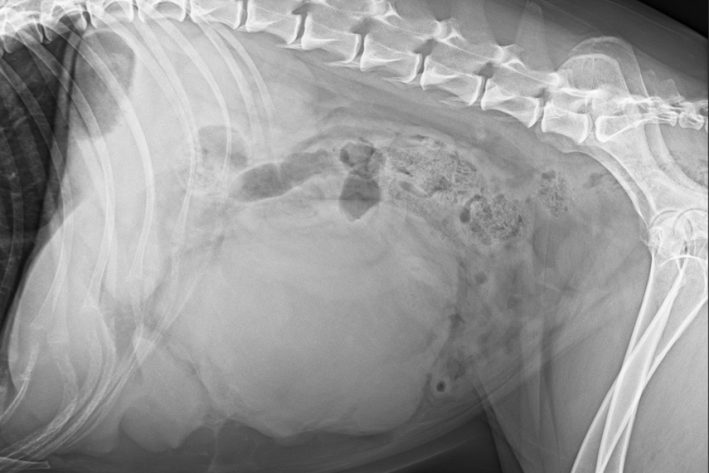 Darstellung eines Milztumors im Röntgen