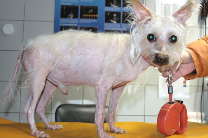 Haarausfall aufgrund einer Stoffwechselerkrankung (Morbus Cushing)