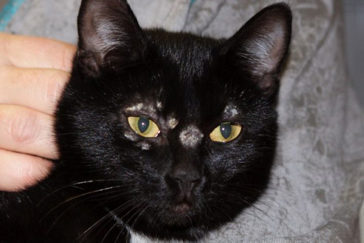 Kater mit Hautpilz im Gesicht