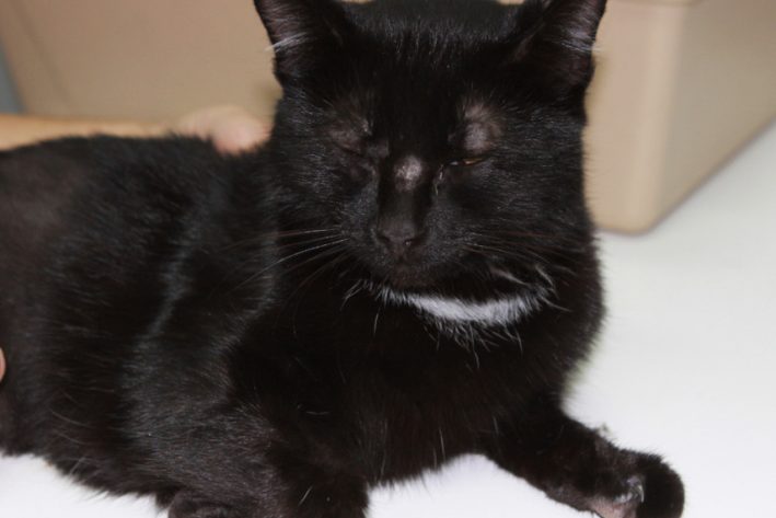 nachwachsende Haare Katze