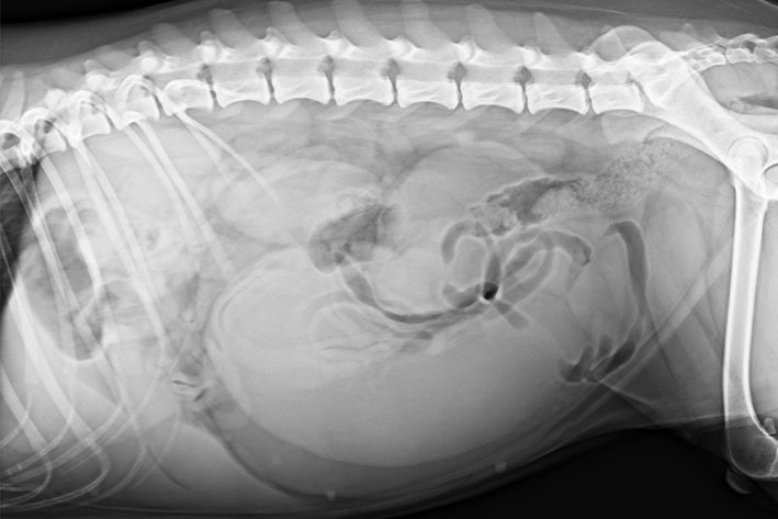 Pyometra: Röntgenbilder können bei der Diagnose hilfreich sein