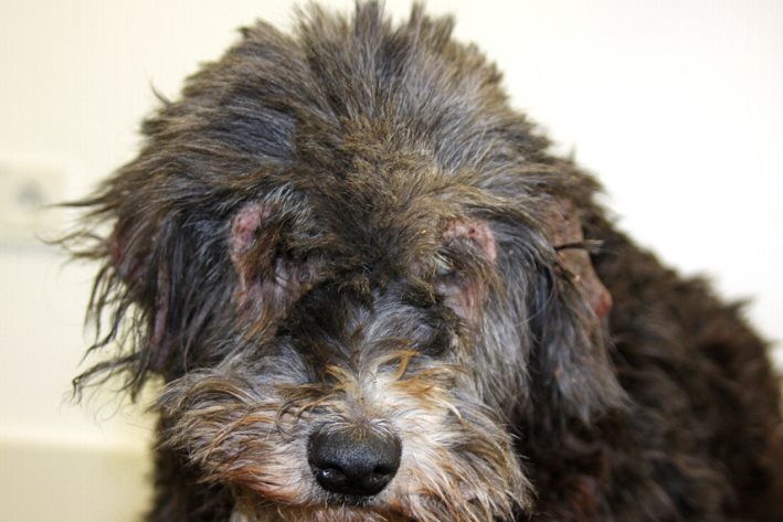 Hund mit Räudemilben