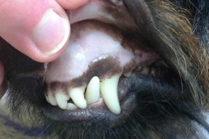 Anämische Maulschleimhaut - 