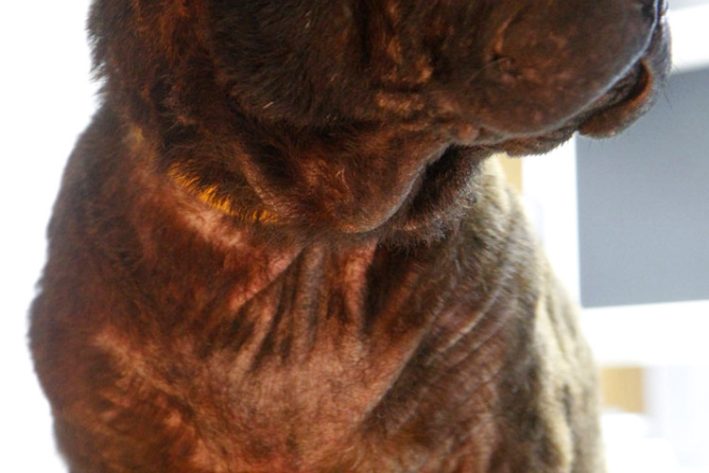 Juckreiz bei einem Shar-Pei