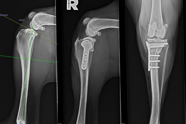 Vermessung der Kniegelenke vor und nach einer TPLO Operation