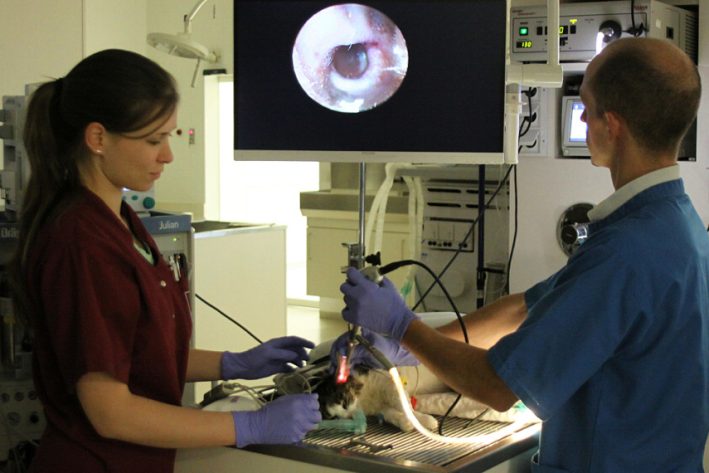 Bei der Videootoskopie kann durch die Vergrößerung am Monitor jeder Millimeter vom Gehörgang genau untersucht werden.