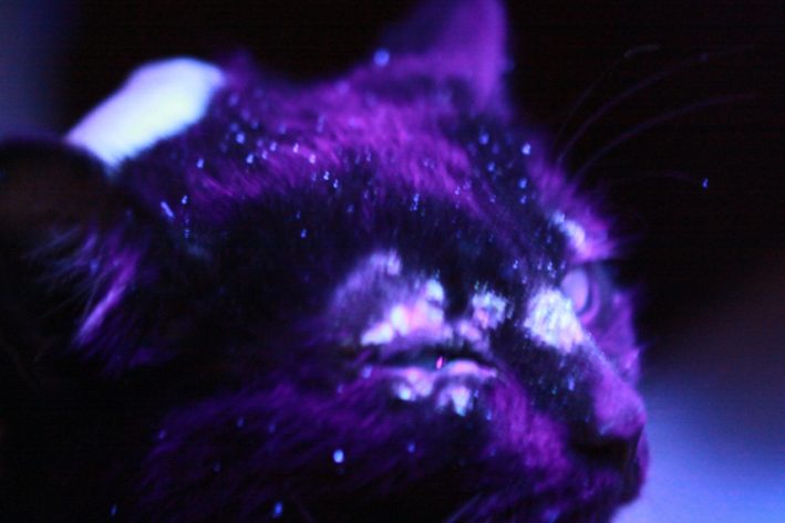 Wood Lampe - fluoreszierende Pilzherde