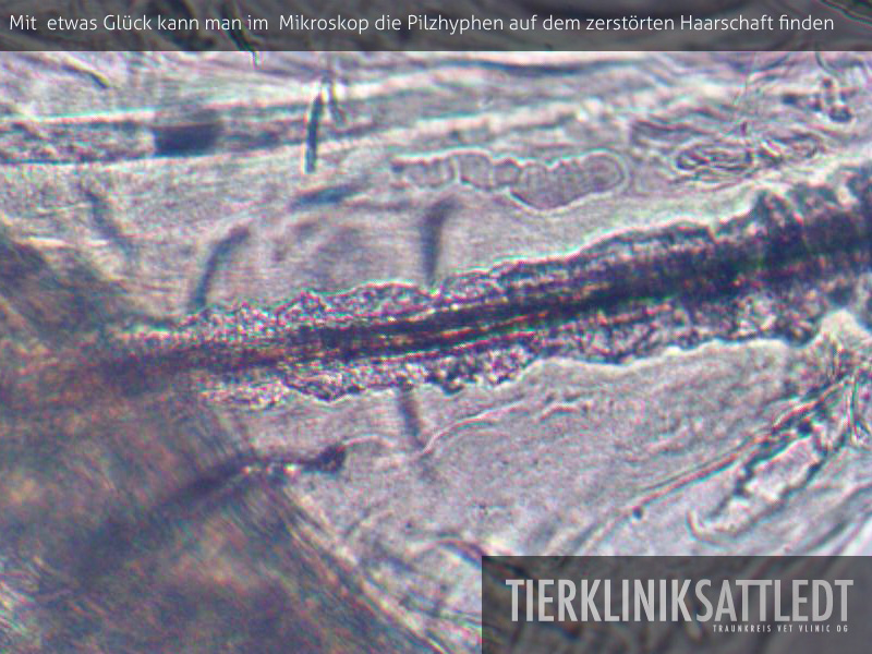 Pilzhyphen unterm Mikroskop