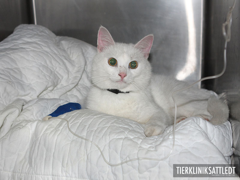 Betreuung ein Katze auf einer Intensivstation in der Tierklinik Sattledt